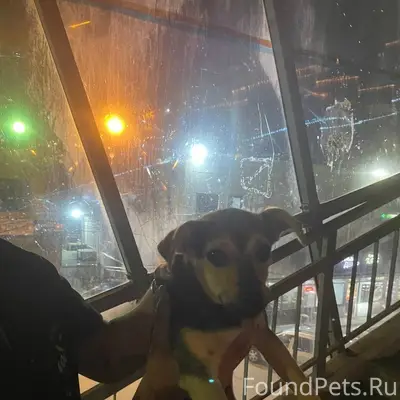 Пропал щенок, СНТ до Лермонтова