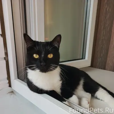 Пропала кошка Мусяндрочка