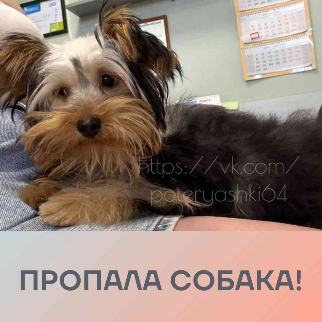 Пропала собака йоркширский терьер, Саратов
