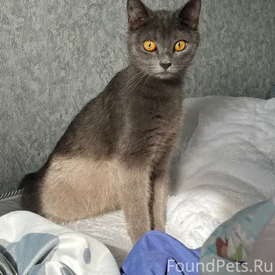 Пропала кошка, Туймазы