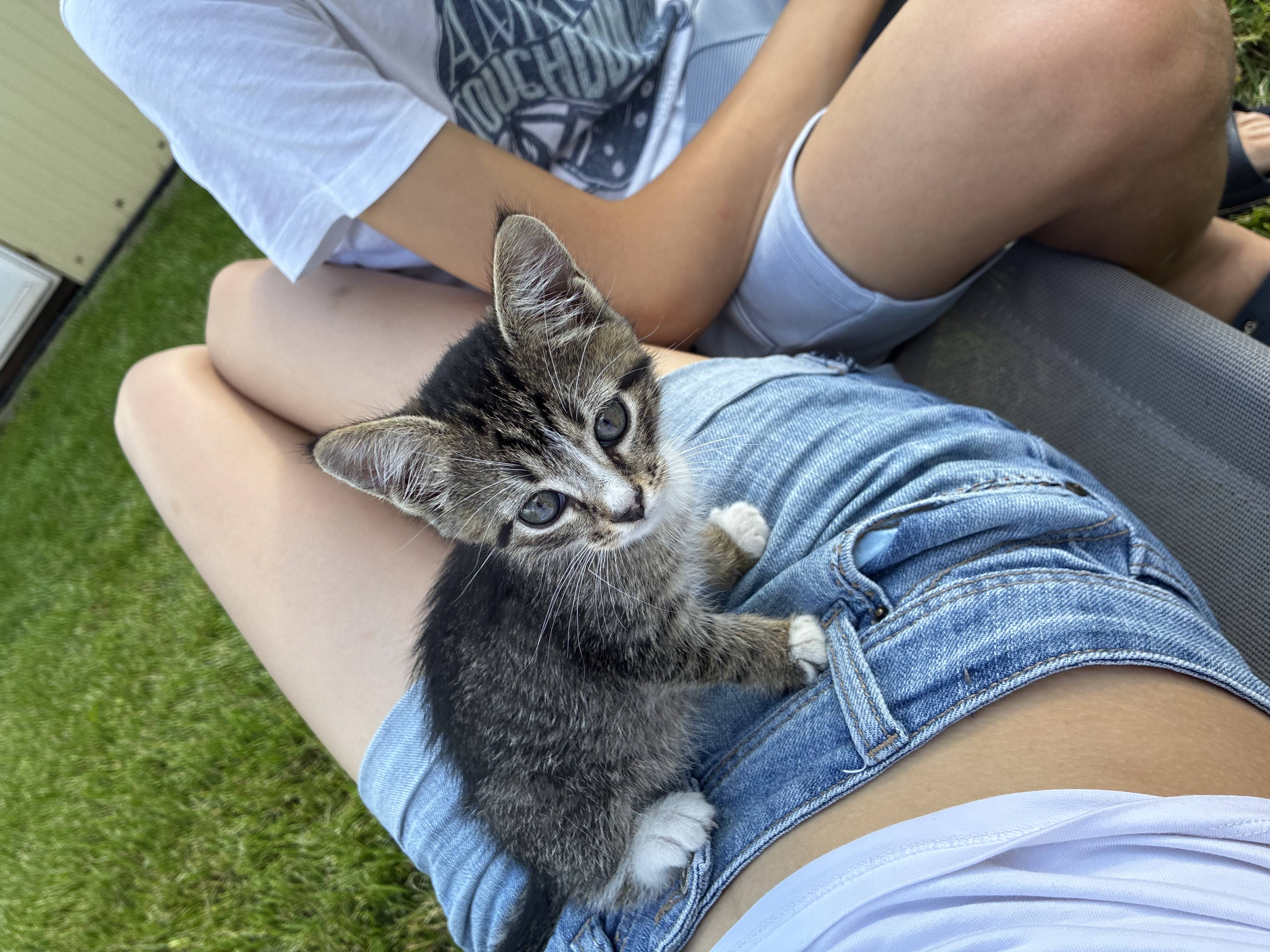 Пропал КОТЁНОК 