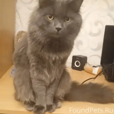 Пропал кот, Лиозно, улица Школьная