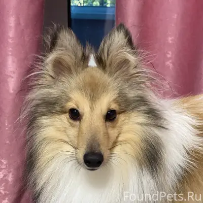 Пропала собака породы шелти 