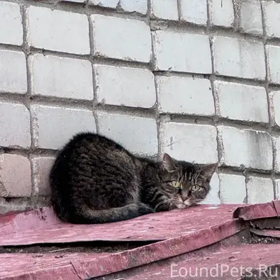 Найдена кошка, район 5 налоговой