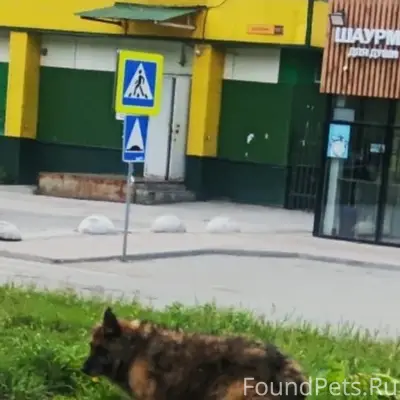 Найден кобель немецкой овчарки, Затулинский жилмассив