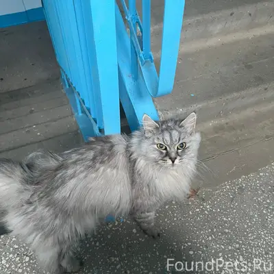 Найдена кошка, Чкаловская 3, 1