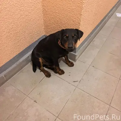 Найден тип собака, место не указано
