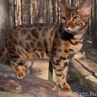 Пропала бенгальская кошка Мия, Салым