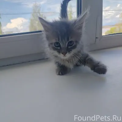 Найден котёнок, Двинопарк