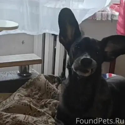 Пропала собака Альма, район родника
