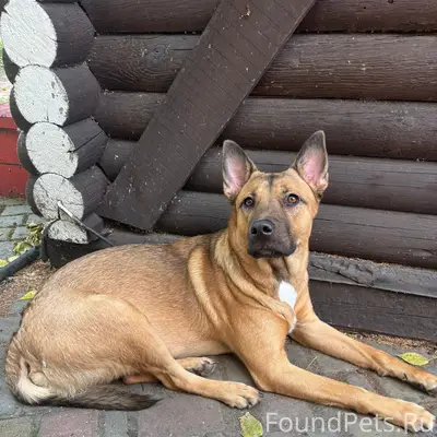 Найден тип собака, цпкиО