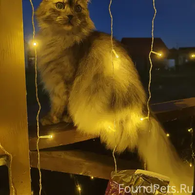 Пропал кот Сева, п. Шимск
