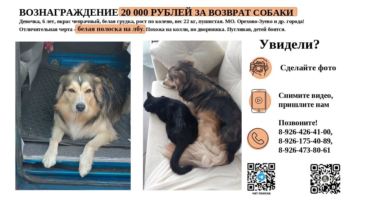 Пропала кошка Сёмико, Орехово-Зуево