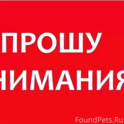 Пропал шпиц Филя, Лысцево