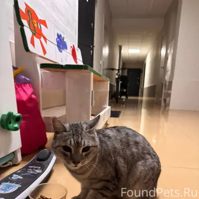 Найдена кошка, ул. Заречная, д. 3/1