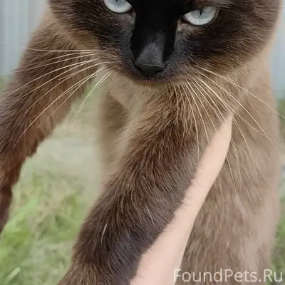 Найден кот, ул. Московская 10