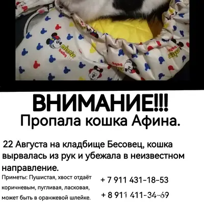 Пропала кошка Афина, Бесовец