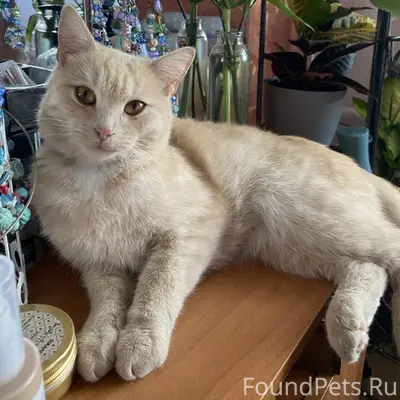 Пропала рыжая кошка