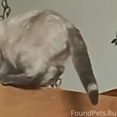 Пропала кошка, неизвестное местоположение