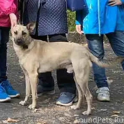 Пропал Джой, район Мебельного комбината