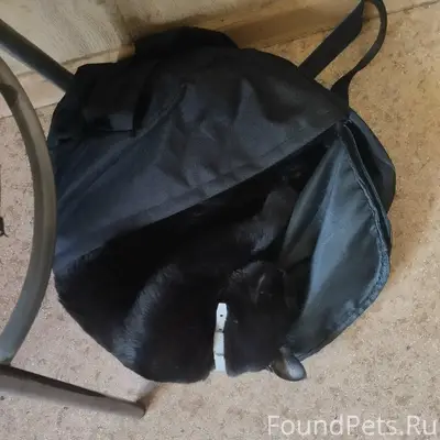 Пропал чёрный кот Бася, откликается на кличку
