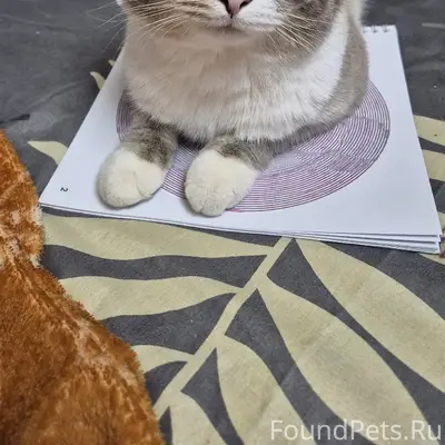 Пропал котёнок Руди, район Разина 69