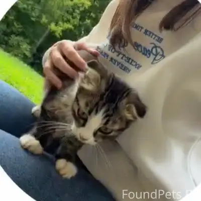 Найден вислоухий котёнок, Войнова