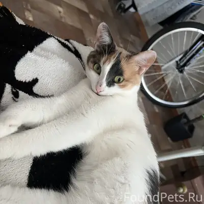 Пропала кошка