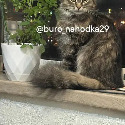 Пропала кошка Мусик, 29 регион