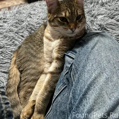 Пропал кот, Нягань, 1 мкр