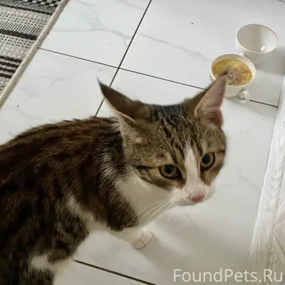 Найдена кошка, без хозяина