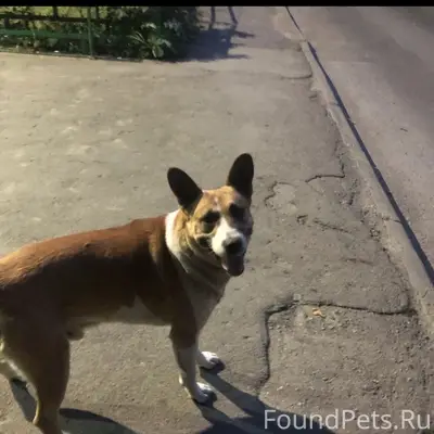 Пропал пёс Рыжик, 21 мкр