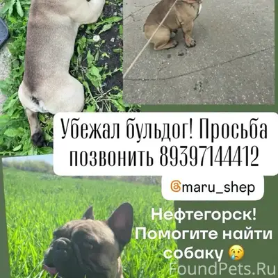 Пропала собака, Нефтегорск