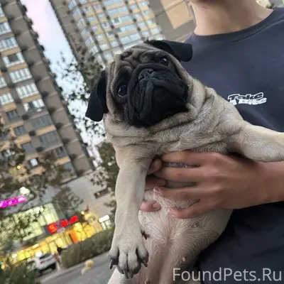 Найден мопс, девочка