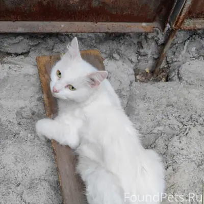Пропала белая кошка, район Автовокзала
