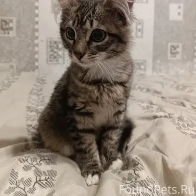 Найден котёнок, мкр Шагово