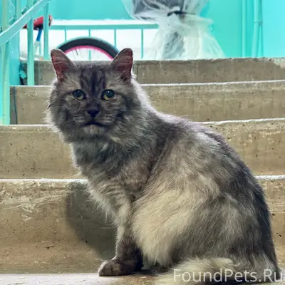 Найден кот, ул. Воронина
