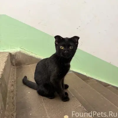 Найдена кошка, Мюнниха 36