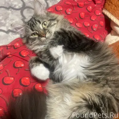 Пропала кошка, Ногинск