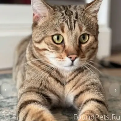 Пропал кот Жорик, Кингисепп