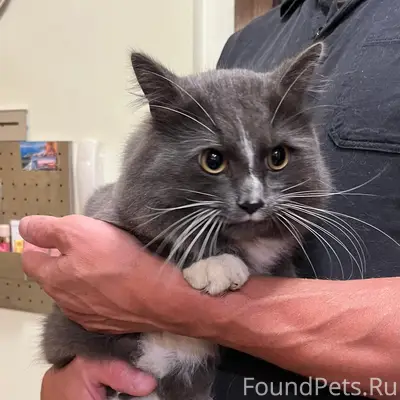Найден домашний кот, Гатчина