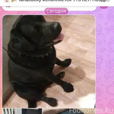 Пропал лабрадор Балу, г. Чапаевск