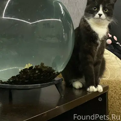 Пропал кот Тайсон, П. Новобрский