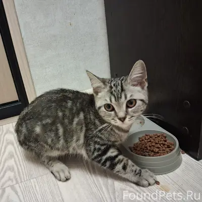 Найден котёнок, район ТЦ Империя