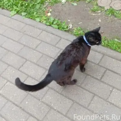 Пропала чёрная кошка Китти, район Садовой