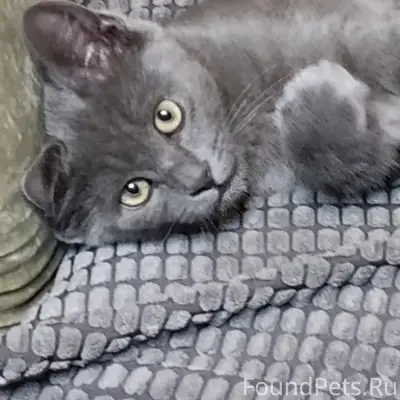 Пропал котёнок, Супонево