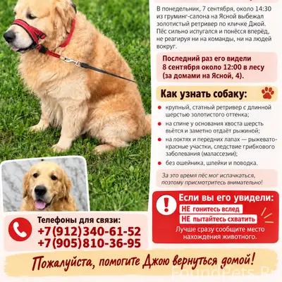 ❗️Пропал Золотистый Ретривер Джой ❗️