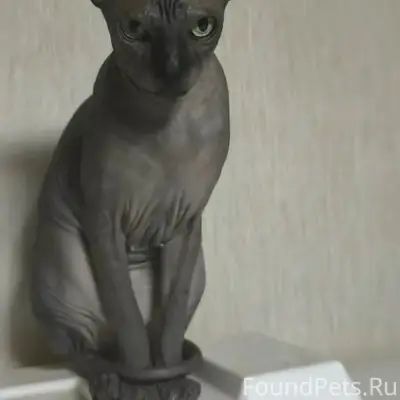 Пропала кошка, Ессентуки