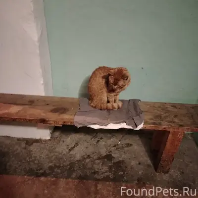 Найден рыжий кот, Ткача