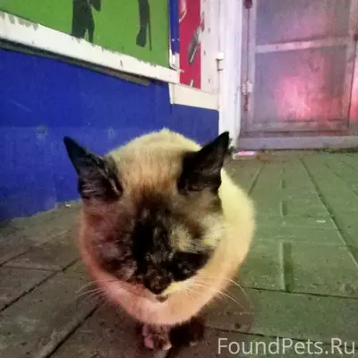 Найдена домашняя кошка, улица Стрелковой